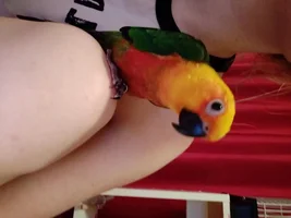 Can't identify if my conure is a sun conure or jendAy
