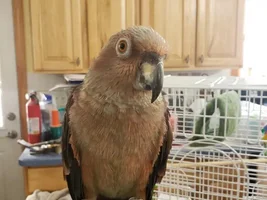 Identify this Amazon?
