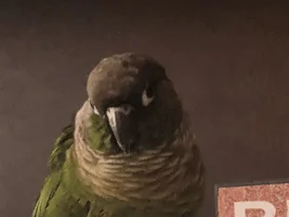 Small bird photo thread!
