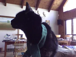 Just some Senior Cats being incredibly fashionable.