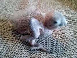 put a deposit on this little one today