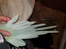 Rough-edged/Ragged Feathers