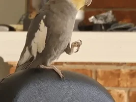 Lost Cockatiel!! Columbus, GA