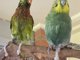 A sweet little birdie called Lovejoy 💖