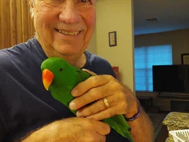 Dandelion & Milk Thistle to lower fat in my Buddy Moses Solomon Island Eclectus