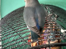 New lovie addition to my flock