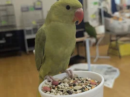 Baby Ringneck Husbandry