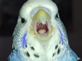 Fids as dragons