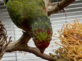 A sweet little birdie called Lovejoy 💖