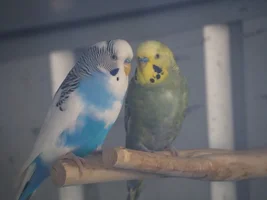 Hannah's little Parrots thread 🦜