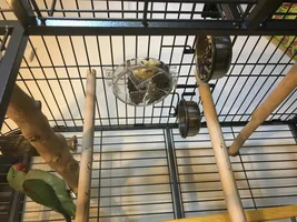 Introduce Myself and Max