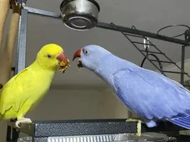 Show me your silly birds!