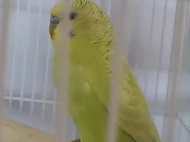 What colour mutations/genders are my birds?