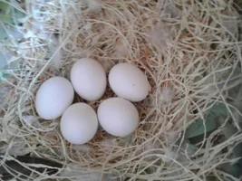 Lovebirds: development of a clutch from egg to hand raising