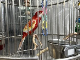 Parrot Store in Mesa, AZ