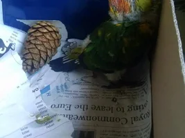 Is my baby sun conure develop it's head feathers?