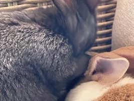 Bought 4 little rabbits home.. :)