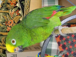 help identifying amazon please