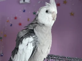 Parrot Runway!