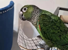 Black Capped Conure Bronzing or Stress Bars