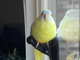 A New Perch