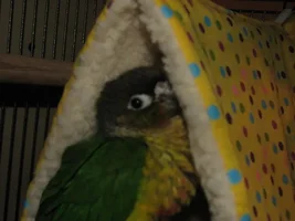 A little Heads up on my Conure Kiwi. :)