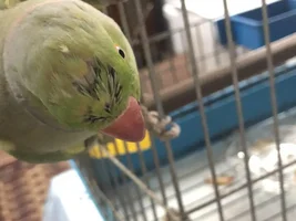 Is my Indian Ringneck sick? His head feathers look damaged