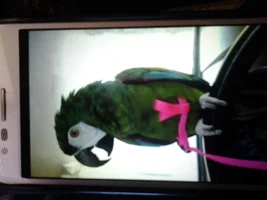 I need help FAST - ringneck parrot flew into incense oil
