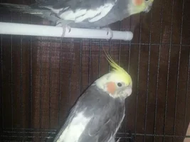 are these male and female