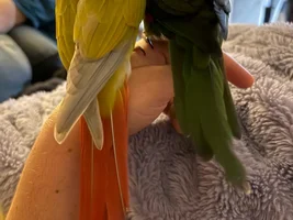Introducing Yuri! Ona’s New Sister!