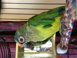 Peach-fronted conure, looking terrible!
