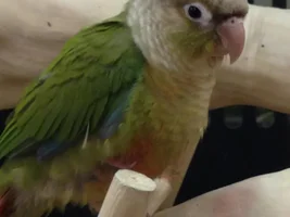 Need GCC Help - PetSmart Related