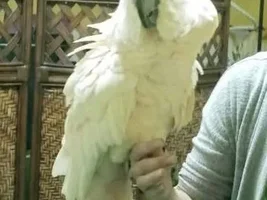 Renaming cockatoo