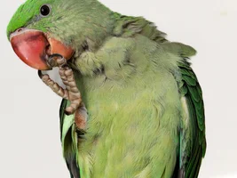 Concerned about the scruffy down feathers around the neck and the dull color