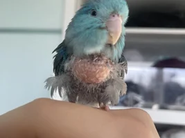 Parrotlet has coming and going lump below neck with no feathers. Any insight is appreciated!
