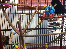 Latest and hopefully the Last cage set up!!