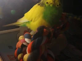Budgie's upper chest looks protruded...
