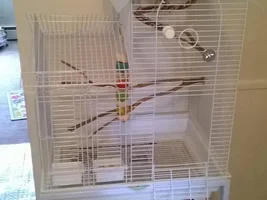 LoveBird Actions/Body Language