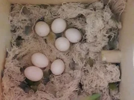 lovebird's 7 Egg clutch on 23rd day.