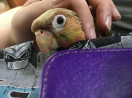 Green Cheek beak bruise or something else?