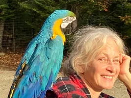 Orinoco the Pirate Update