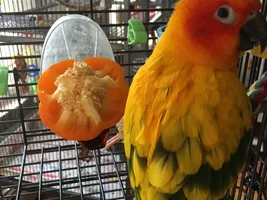 SIX budgies, a Conure, and a fiddle