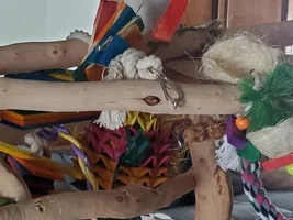 When your little bird doesn't know it is little!