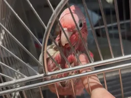 galah cockatoo question—is this bird sick?