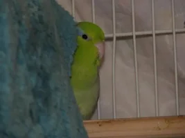 My adorible parrotlet. :D