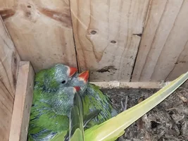 Help with baby ringneck
