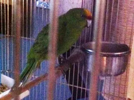 Meet Sparky the kakariki!