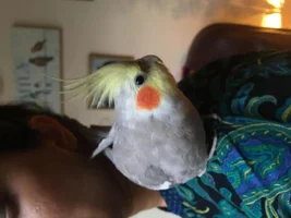 Rio the cockatiel :)