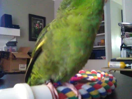 Just concerned ( Bird backpack)