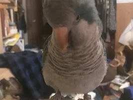 Willow’s spring thread